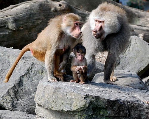 Hamadryas baboon